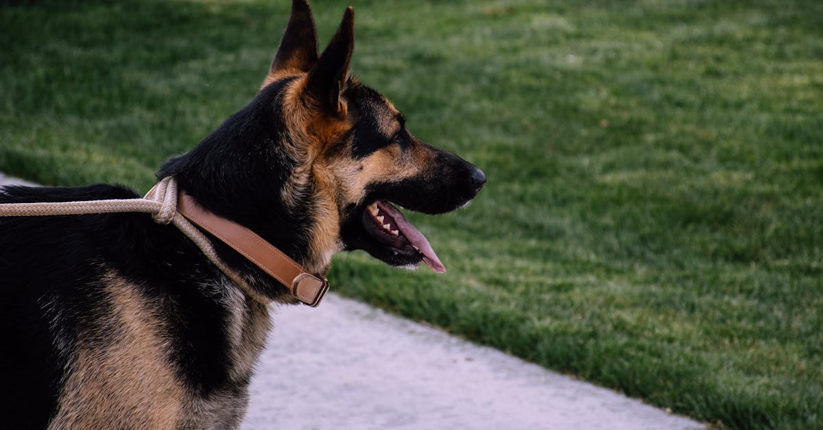 Palette demi-sel aux lentilles : la recette traditionnelle alsacienne à découvrir