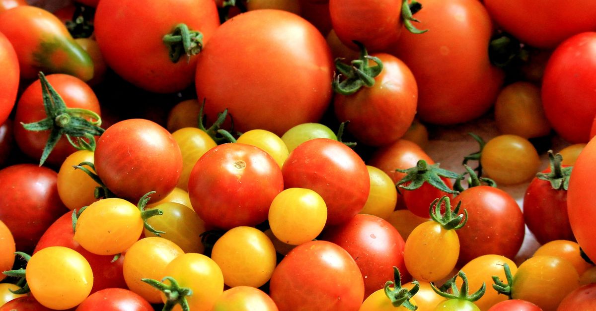 découvrez notre soupe de légumes anciens, une recette savoureuse et réconfortante qui met en valeur des légumes traditionnels riches en saveurs et en bienfaits.
