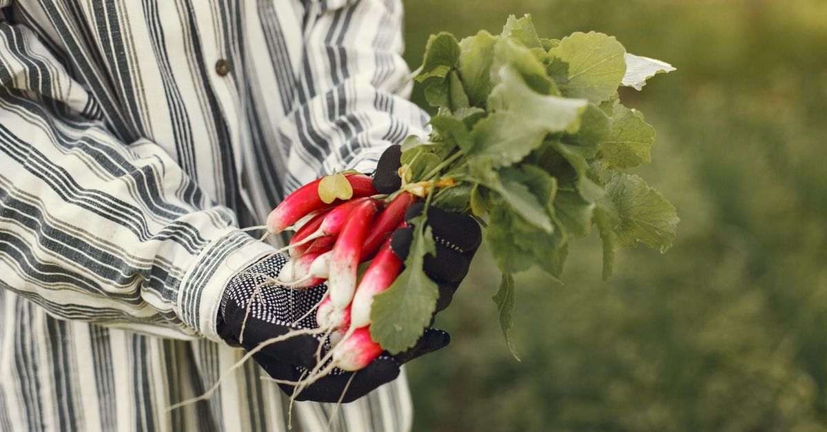 découvrez les bienfaits et conseils pour la consommation du radis noir, un légume riche en nutriments et bénéfique pour la santé.