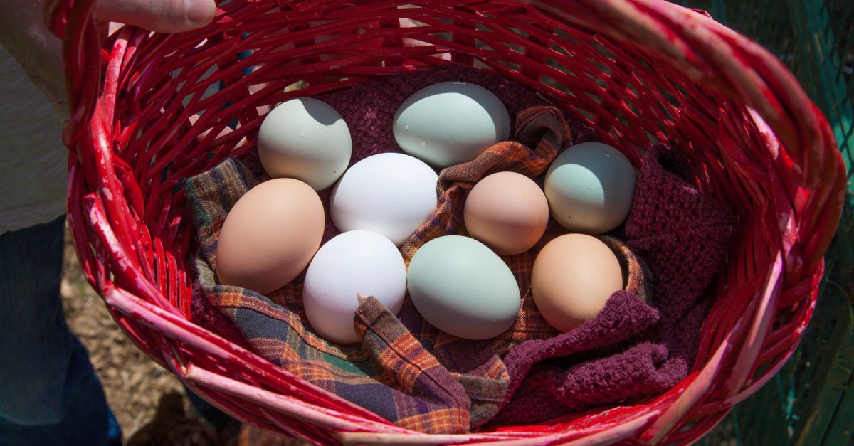 découvrez tout sur les œufs : leurs bienfaits, différentes façons de les cuisiner et des recettes savoureuses pour tous les goûts.