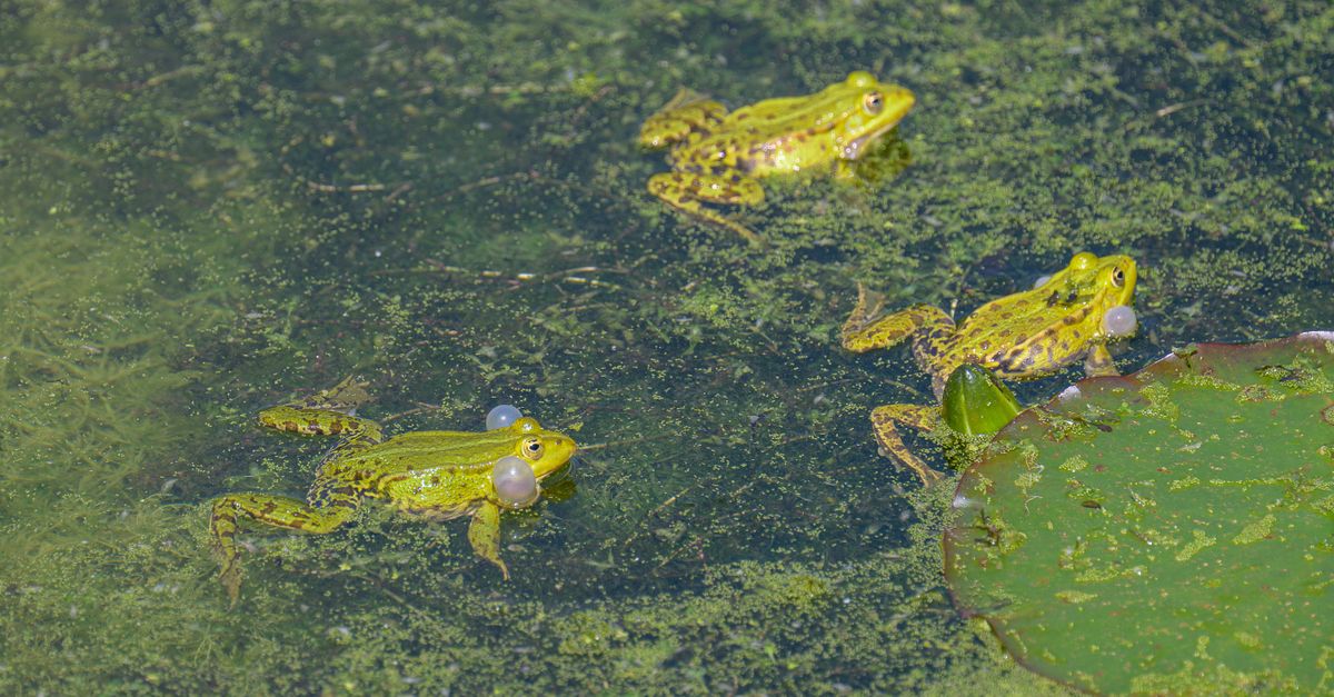 découvrez comment cuisiner des cuisses de grenouille avec nos recettes faciles et savoureuses pour un repas traditionnel et original.