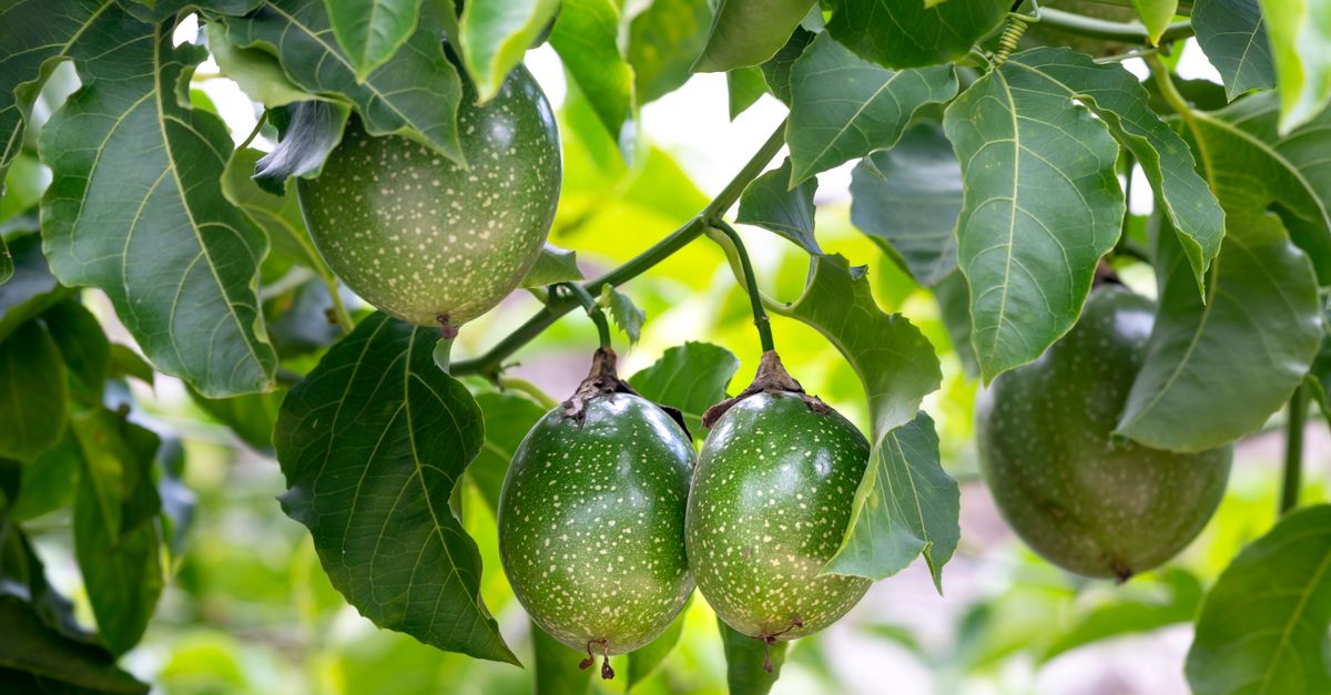 découvrez notre coulis de fruit de la passion, une sauce délicieusement exotique pour sublimer vos desserts et boissons avec une touche fruitée intense.