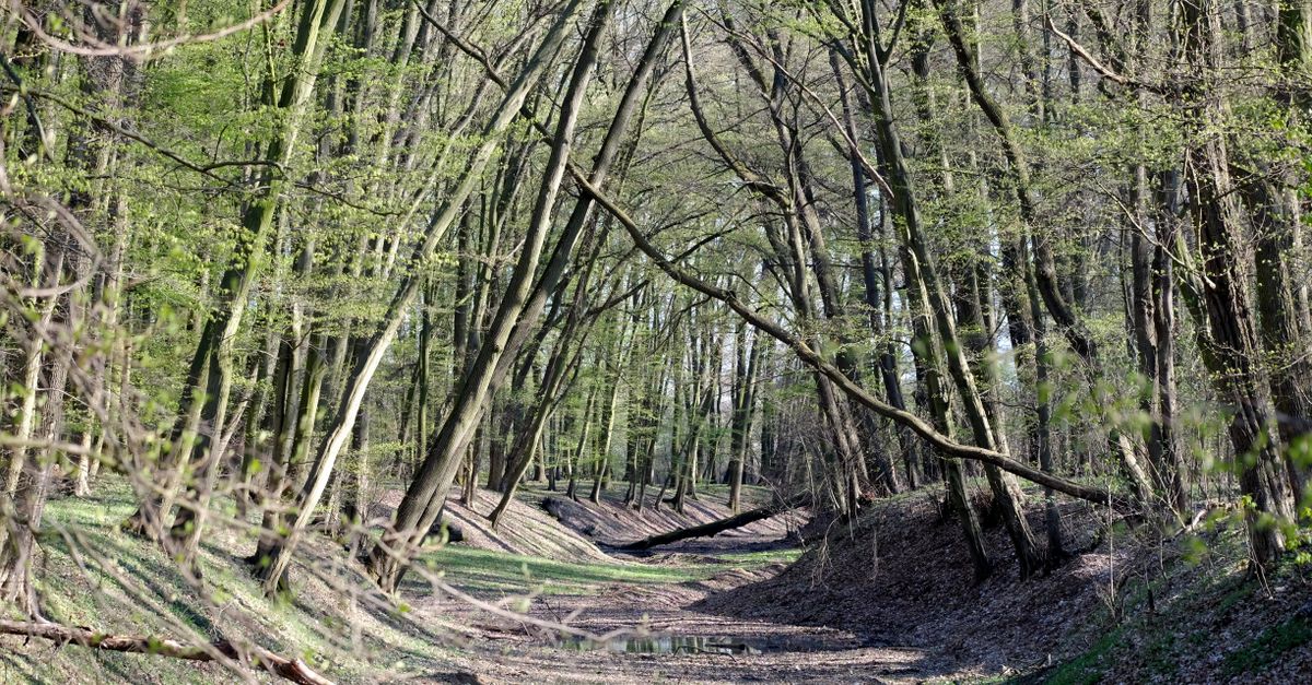 découvrez le potjevleesch, un plat traditionnel du nord de la france alliant délicatement viandes blanches et gelée savoureuse, idéal pour un repas convivial et authentique.