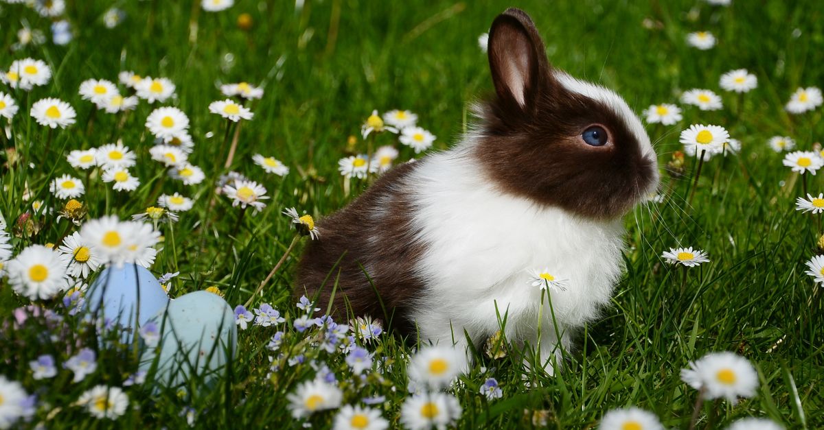 découvrez une délicieuse recette de lapin au vin blanc, un plat raffiné et savoureux qui ravira vos papilles et impressionnera vos invités.