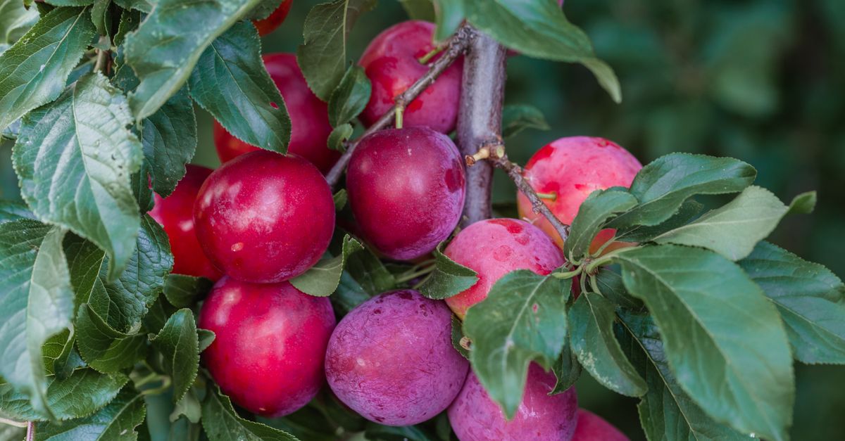 découvrez notre recette facile et délicieuse de clafoutis aux prunes rouges, un dessert fruité et fondant parfait pour toutes les occasions.