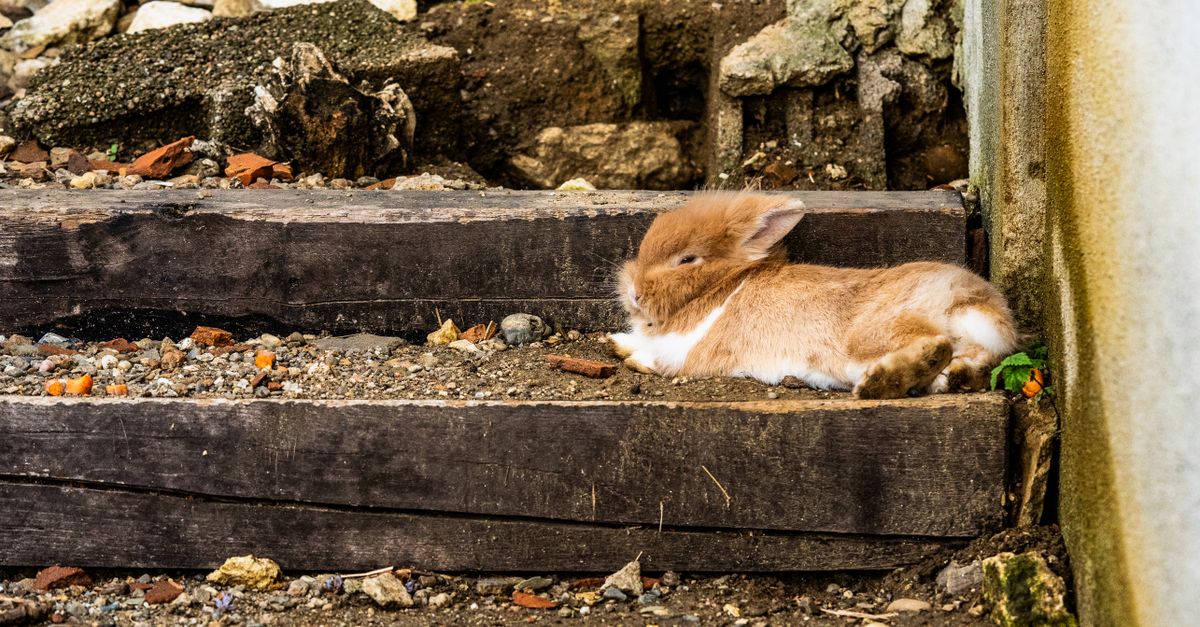 découvrez notre lapin moutarde rustique, une décoration charmante et chaleureuse qui apporte une touche naturelle et authentique à votre intérieur.