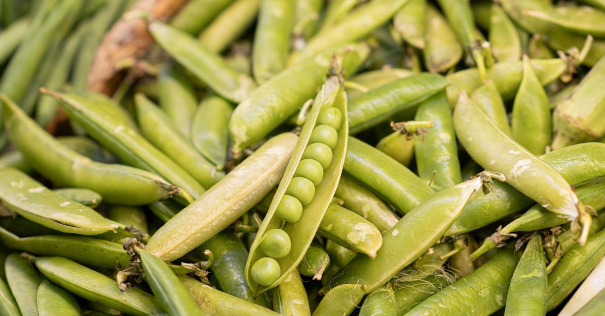 découvrez les pois cassés, une légumineuse riche en fibres et protéines, idéale pour des recettes saines et savoureuses comme les soupes et les purées.