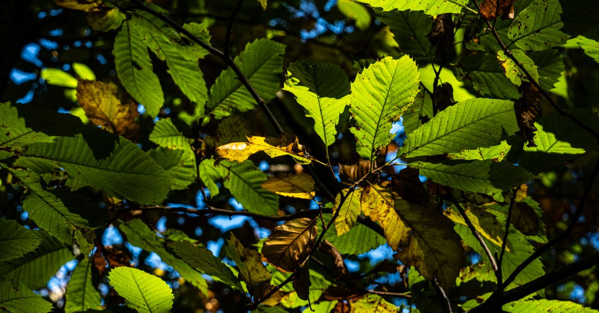 découvrez le chestnut leaf cheese, un fromage artisanal unique enveloppé dans des feuilles de châtaignier, alliant saveurs traditionnelles et caractère authentique.