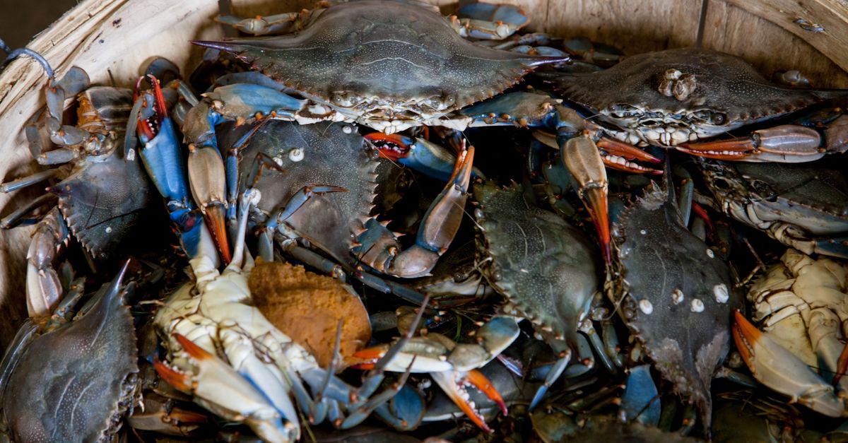 découvrez tout sur la saison des crabes : période idéale, conseils de pêche et recettes savoureuses pour profiter pleinement de ce délicieux crustacé.