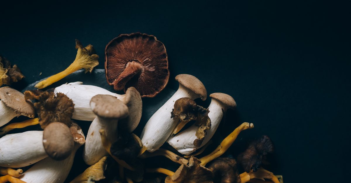 apprenez comment réhydrater des champignons séchés facilement pour retrouver toute leur saveur et texture en cuisine.