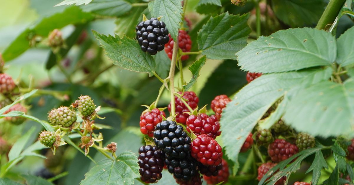 découvrez notre délicieuse confiture de mûres sans pépins, idéale pour accompagner vos petits déjeuners et desserts avec une texture lisse et un goût fruité intense.